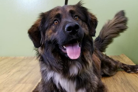 Finley's Journey: The Heart and Soul of Bark River Pets