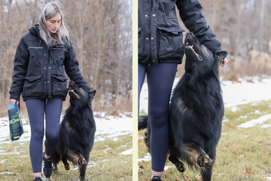 Navigating Dog Training with Confidence: Jessica Wiesmueller of Confident Canine LLC (Wisconsin)