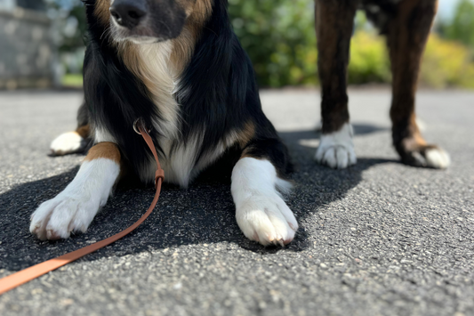 Protect Your Paws: Walking Your Dog This Summer